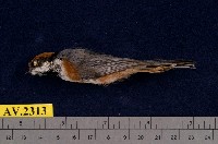 藏品(紅頭山雀)的圖片